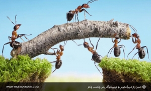 اعتمادسازی با باورپذیر بودن اعضای تیم